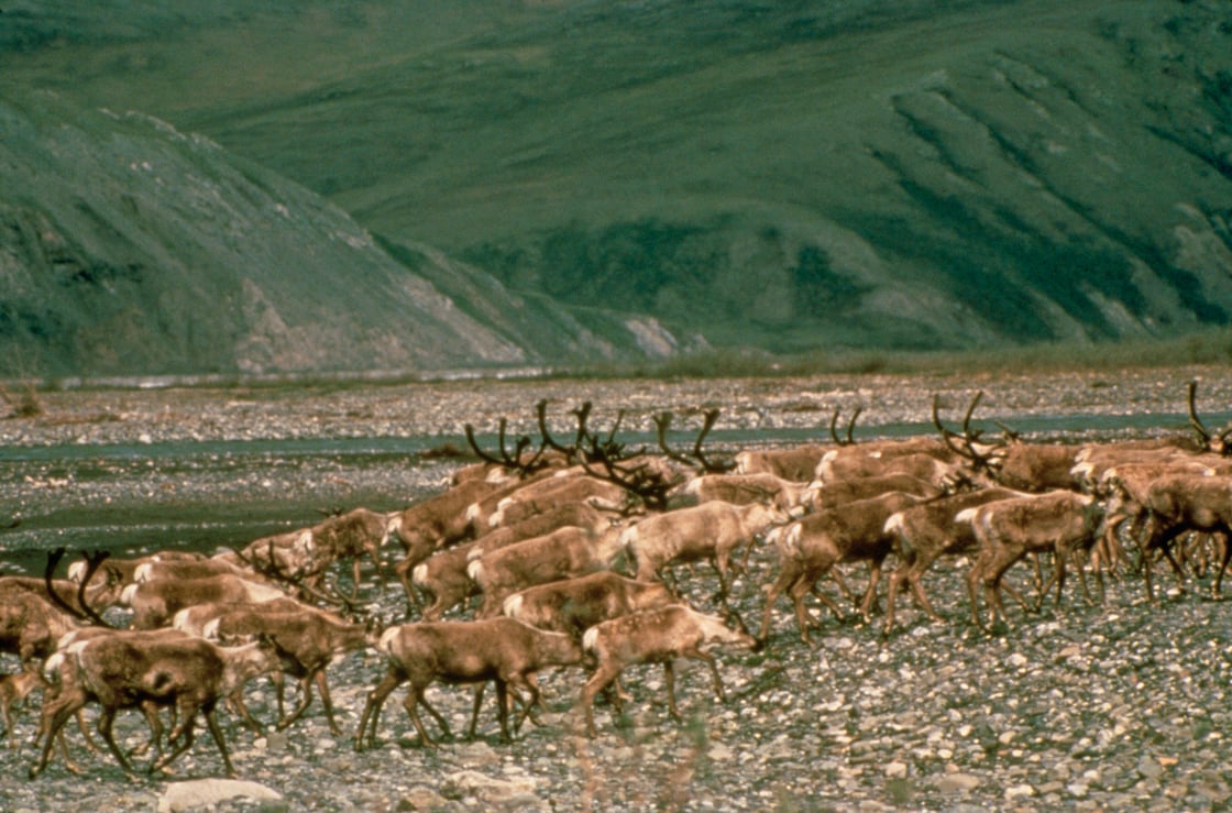WO5168 Caribou , Arctic National Wildlife Refuge, National Archives Identifier 166690242