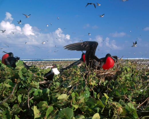 Johnston Island National Wildlife Refuge,  National Archives Identifier 166696620