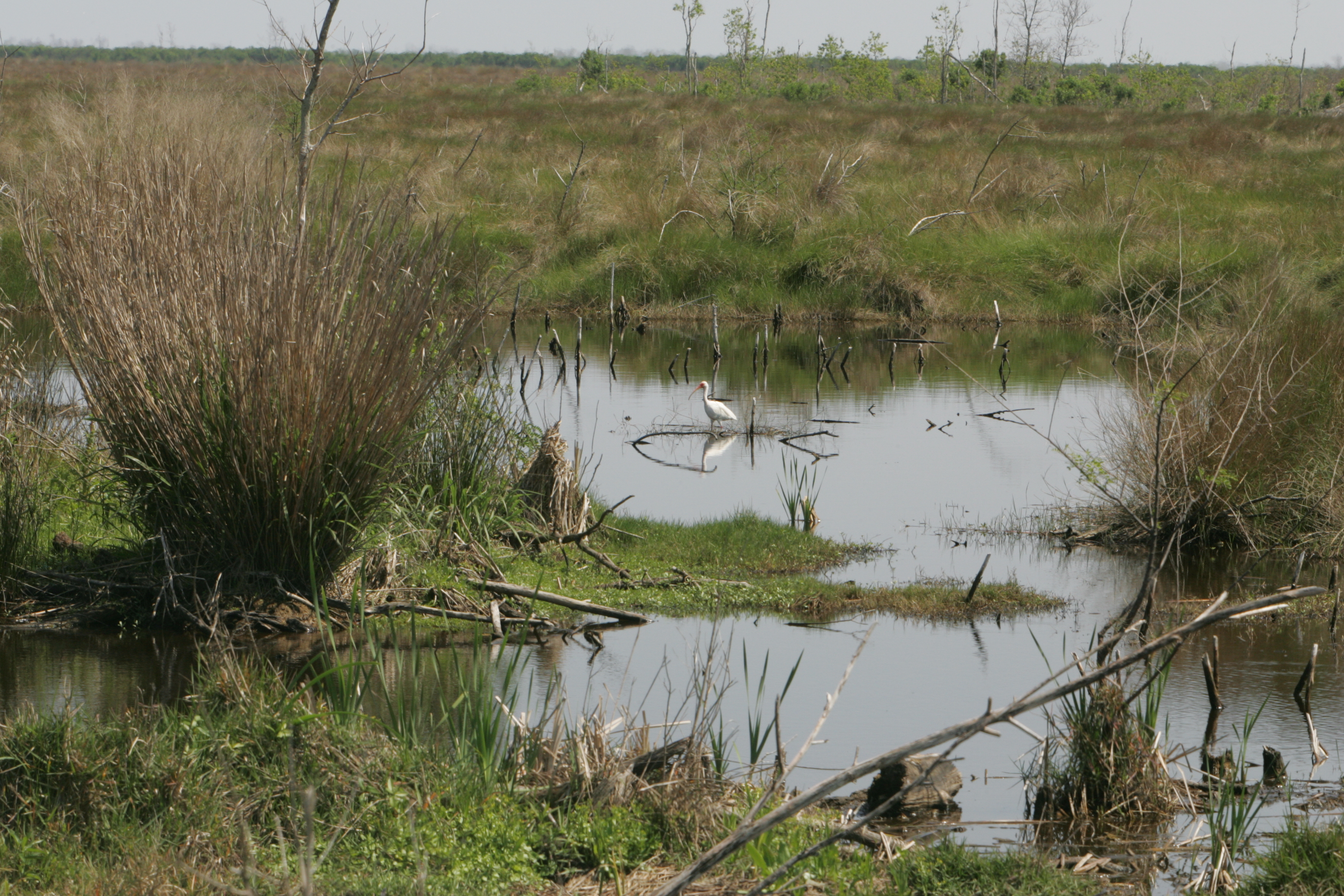 Lone Ibis in marsh, National Archives Identifier 166709884