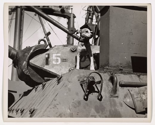 Dog stands alert on a ship, looking out in the distance