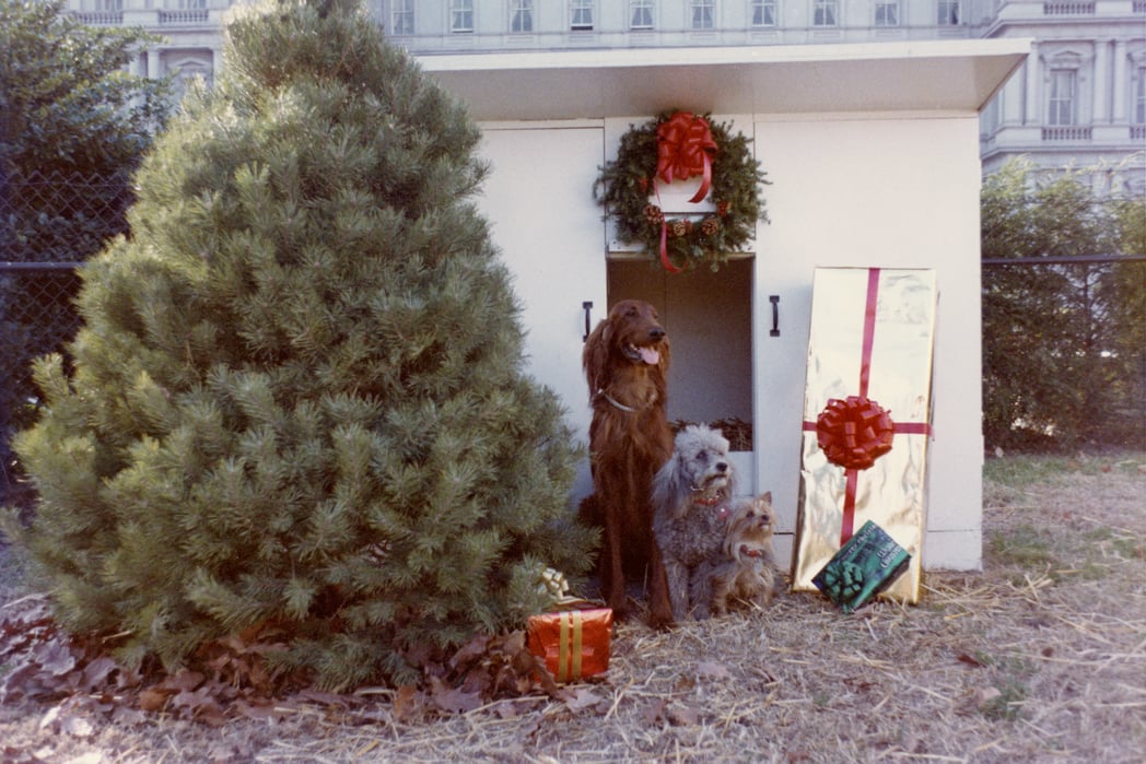 Photograph of a Christmas tree outside the White House. Several dogs of all sizes sit next to the tree surrounded by wrapped boxes.