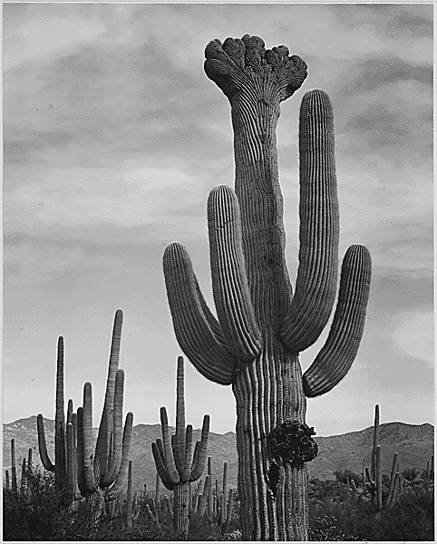 Black and white photograph of a Saguaros Cactus. Additional cacti and mountain view can be seen in the background.