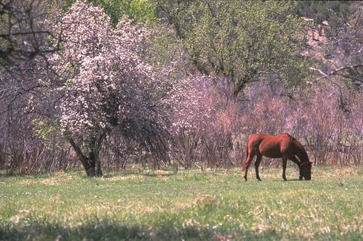 Color photograph of a horse grazing in a field with pink cherry blossom trees blooming in the background