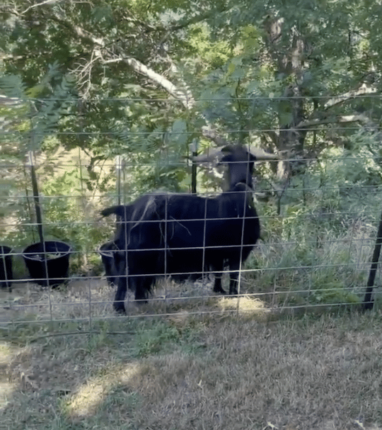 Screen Shot 2022-07-28 at 7.27.59 AM