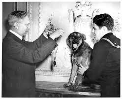 Dog sitting on a table while two men put a medal around her neck